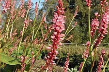Persicaria amplexicaulis 'High Society'