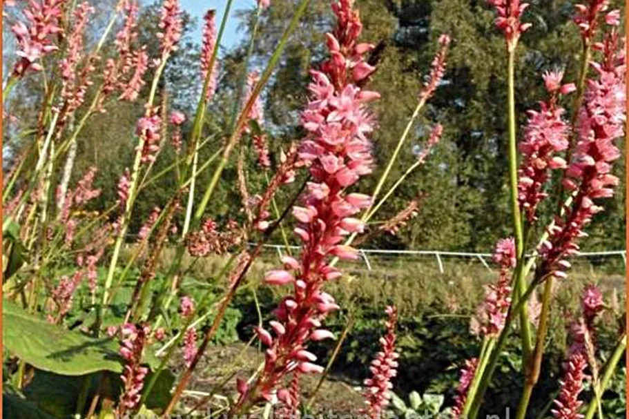 Persicaria amplexicaulis 'High Society'