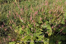 Persicaria amplexicaulis 'High Society'