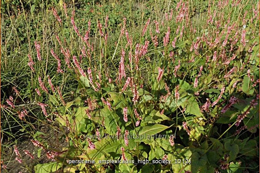 Persicaria amplexicaulis 'High Society'