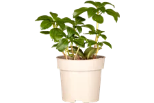 Pachysandra terminalis