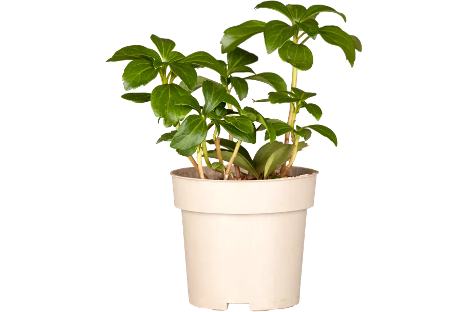 Pachysandra terminalis