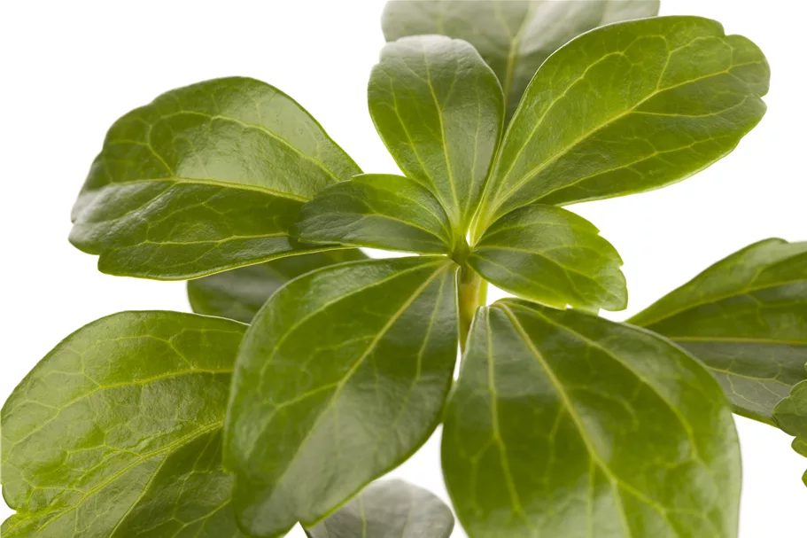 Pachysandra terminalis