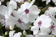 Phlox subulata 'Amazing Grace'