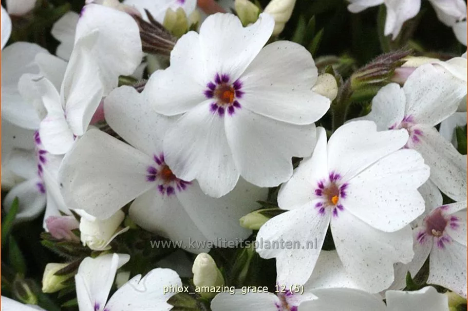 Phlox subulata 'Amazing Grace'