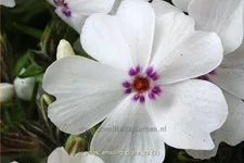 Phlox subulata 'Amazing Grace'