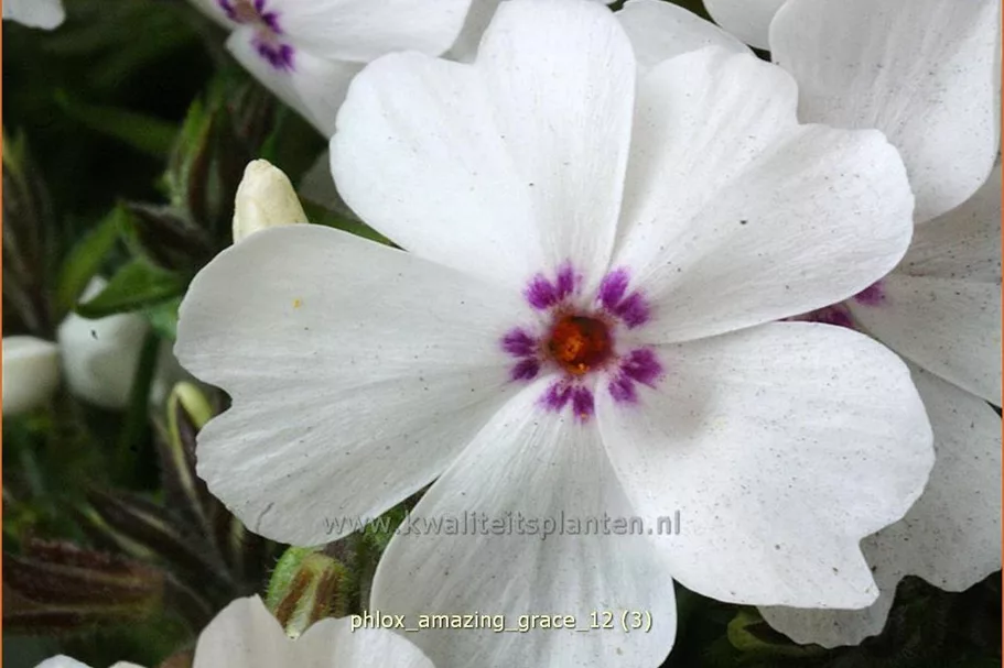 Phlox subulata 'Amazing Grace'
