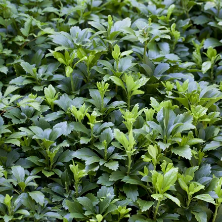 Pachysandra terminalis 'Green Carpet'®
