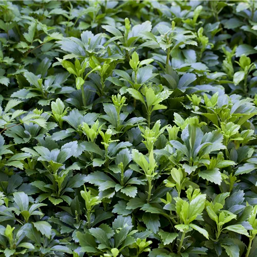 Pachysandra terminalis 'Green Carpet'®