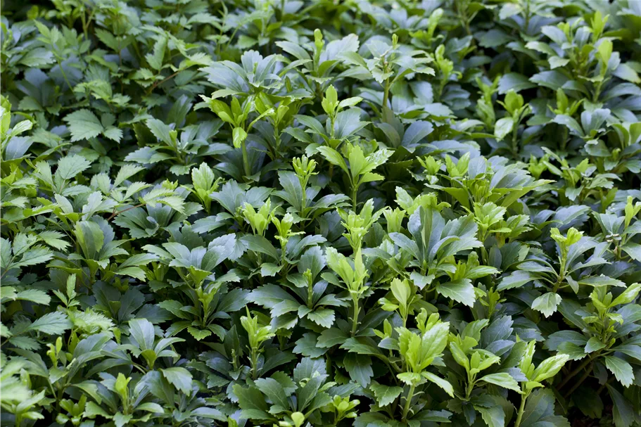 Pachysandra terminalis