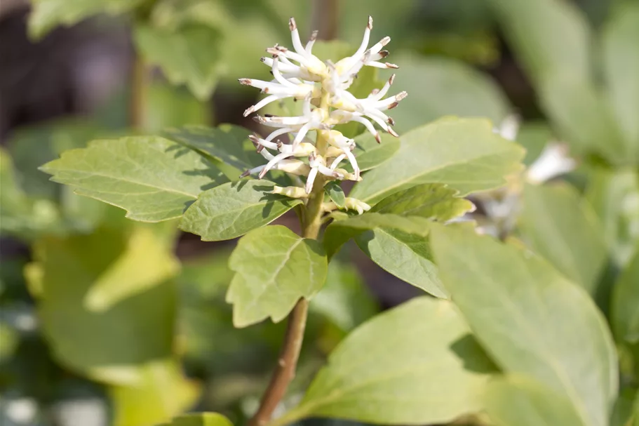 Pachysandra terminalis