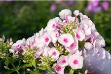 Phlox subulata 'Amazing Grace'