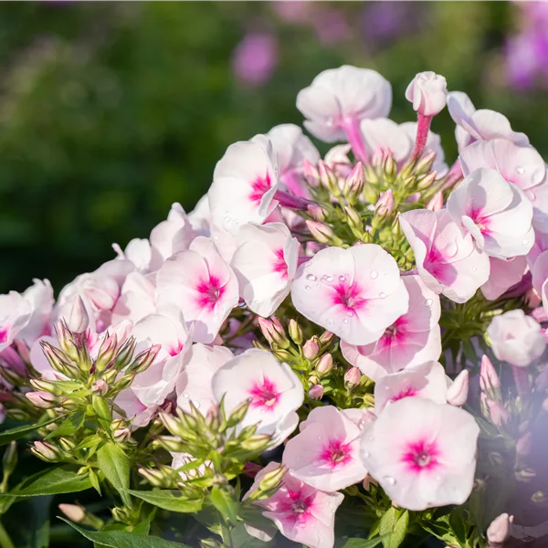 Phlox subulata 'Amazing Grace'