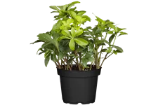 Pachysandra terminalis