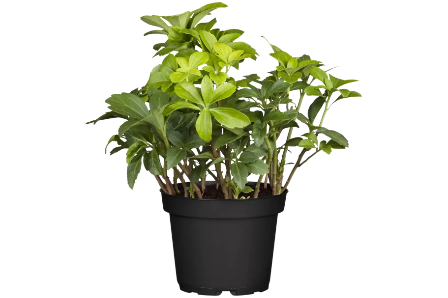 Pachysandra terminalis