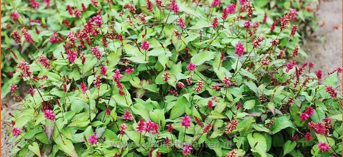 Persicaria amplexicaulis 'Inverleith'