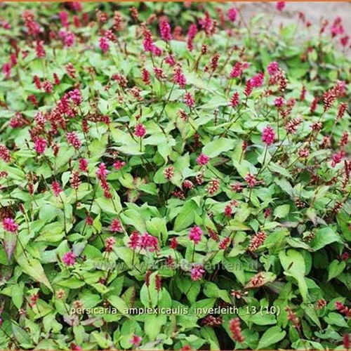 Persicaria amplexicaulis 'Inverleith'