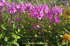 Phlox amplifolia 'Minnehaha'