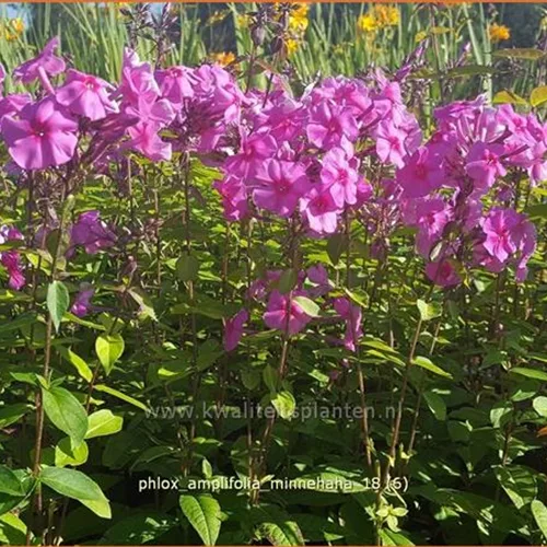 Phlox amplifolia 'Minnehaha'