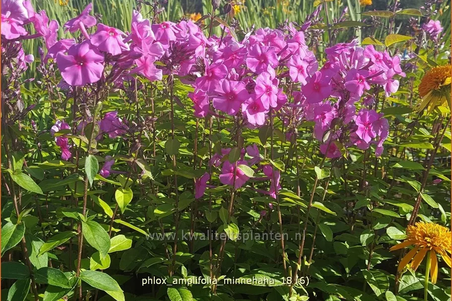 Phlox amplifolia 'Minnehaha'
