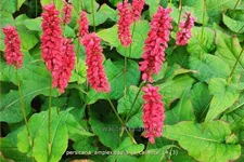 Persicaria amplexicaulis 'JS Caliente'