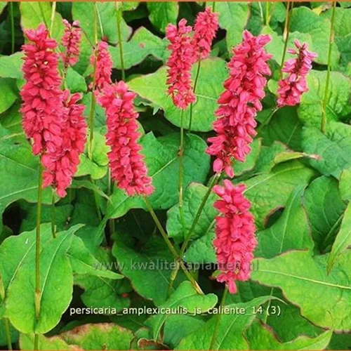 Persicaria amplexicaulis 'JS Caliente'
