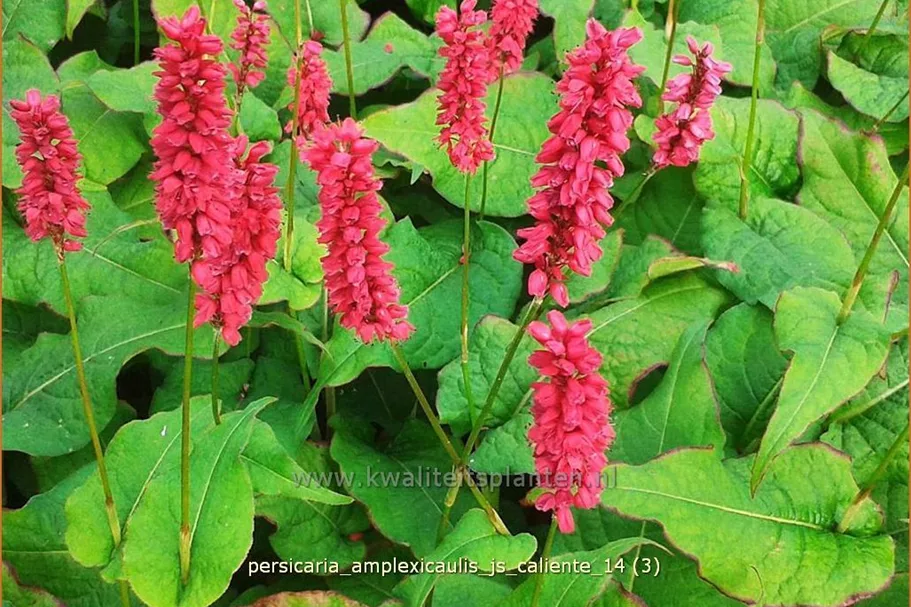 Persicaria amplexicaulis 'JS Caliente'