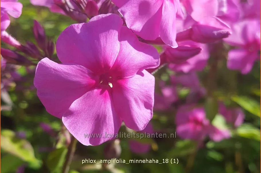 Phlox amplifolia 'Minnehaha'