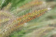 Pennisetum alopecuroides 'Herbstzauber'