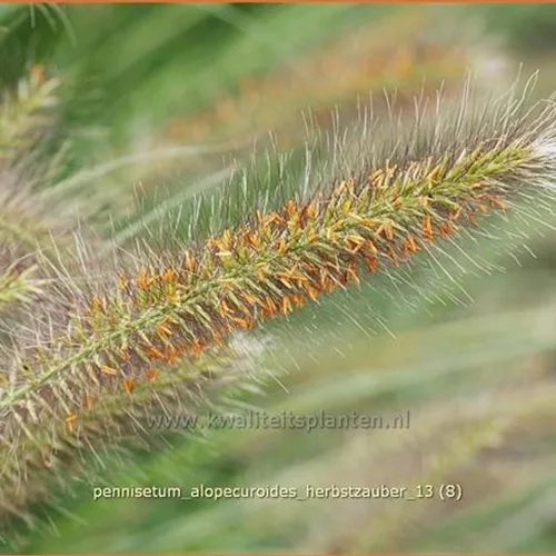 Pennisetum alopecuroides 'Herbstzauber'