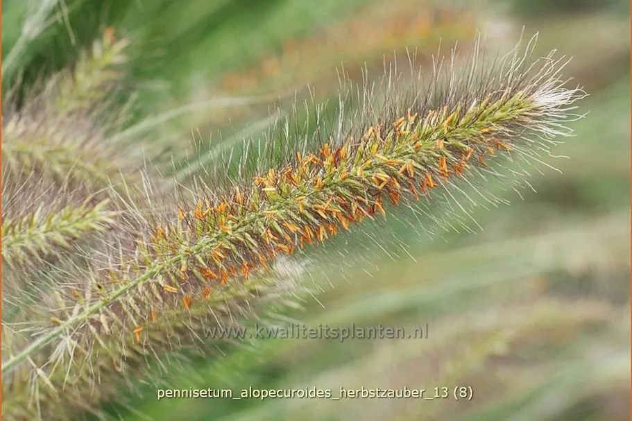 Pennisetum alopecuroides 'Herbstzauber'