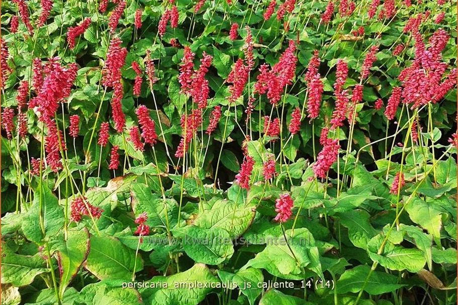 Persicaria amplexicaulis 'JS Caliente'