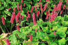 Persicaria amplexicaulis 'JS Caliente'