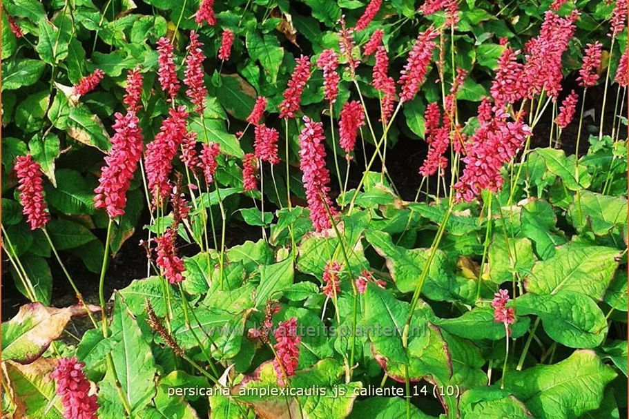 Persicaria amplexicaulis 'JS Caliente'