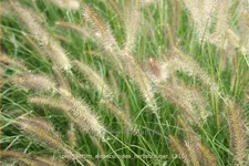 Pennisetum alopecuroides 'Herbstzauber'
