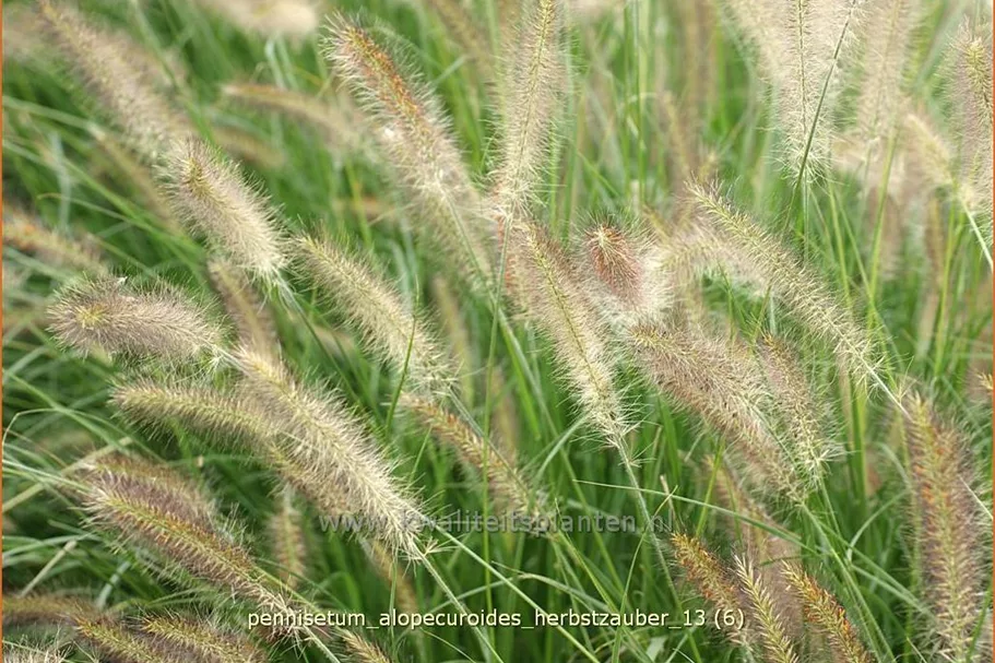 Pennisetum alopecuroides 'Herbstzauber'