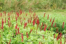 Persicaria amplexicaulis 'JS Caliente'
