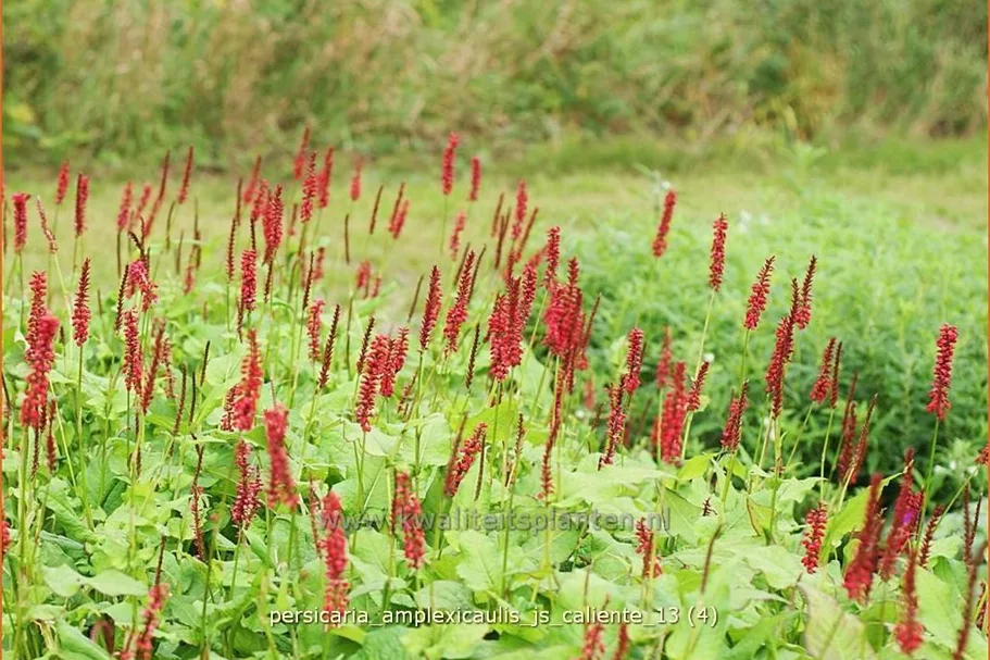 Persicaria amplexicaulis 'JS Caliente'
