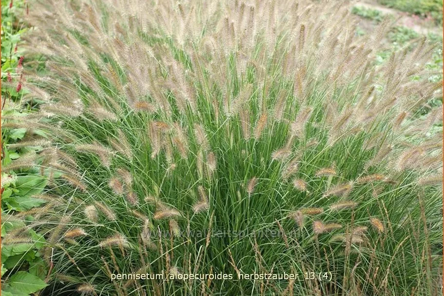 Pennisetum alopecuroides 'Herbstzauber'