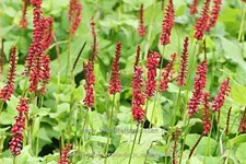 Persicaria amplexicaulis 'JS Caliente'