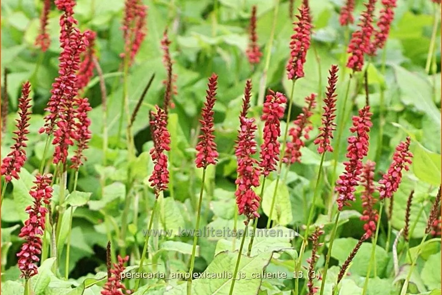 Persicaria amplexicaulis 'JS Caliente'