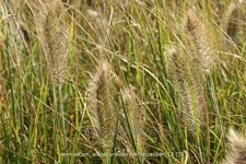 Pennisetum alopecuroides 'Herbstzauber'