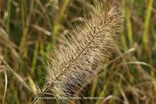 Pennisetum alopecuroides 'Herbstzauber'