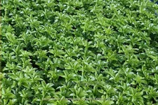 Pachysandra terminalis 'Green Carpet'®