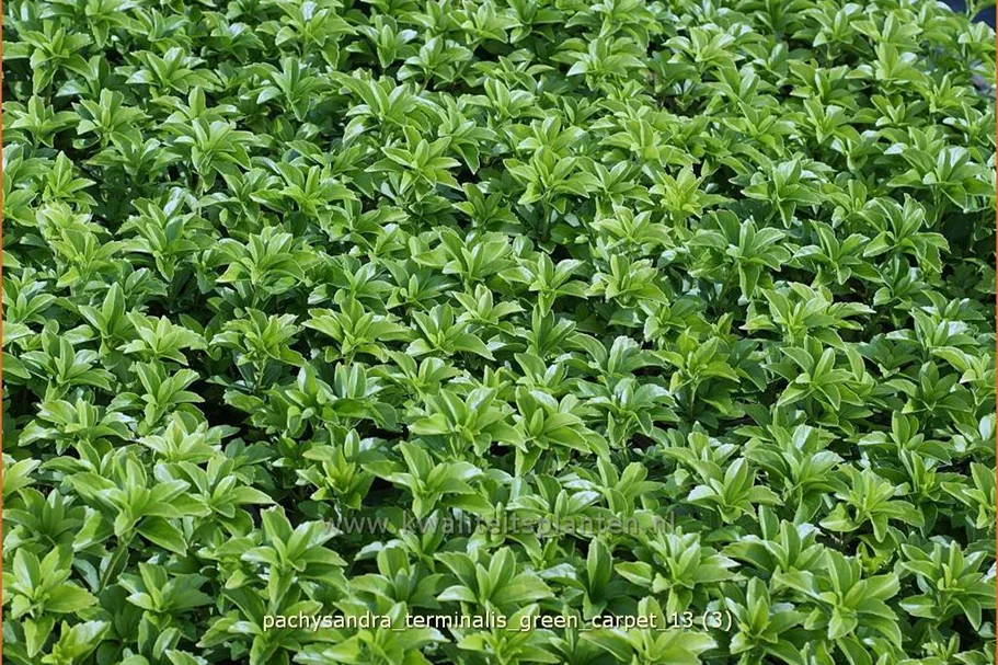 Pachysandra terminalis 'Green Carpet'®