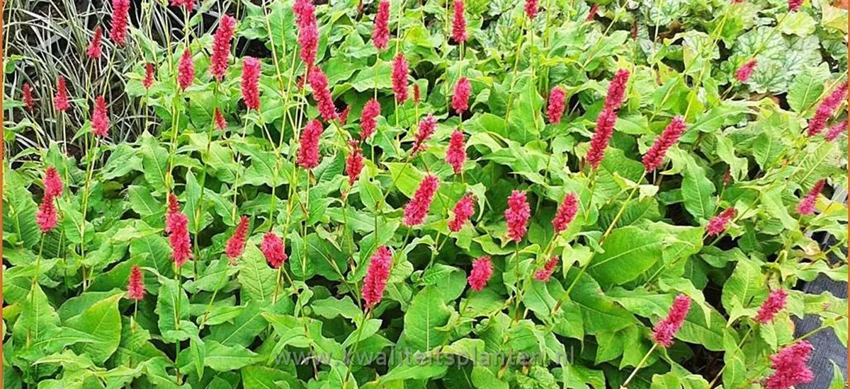 Persicaria amplexicaulis 'JS Calor'