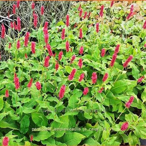 Persicaria amplexicaulis 'JS Calor'