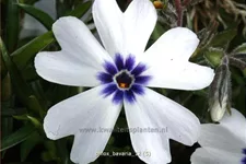 Phlox subulata 'Bavaria'