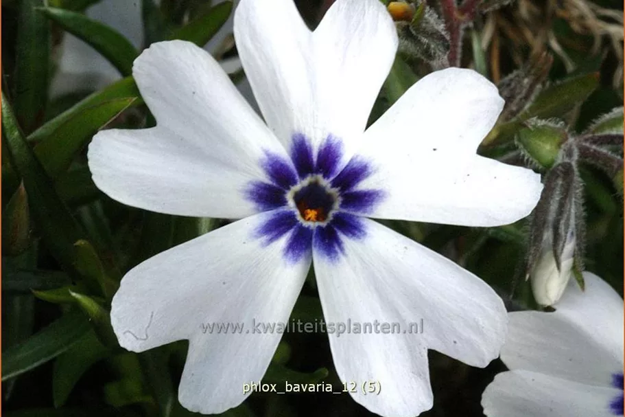 Phlox subulata 'Bavaria'
