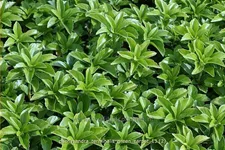 Pachysandra terminalis 'Green Carpet'®
